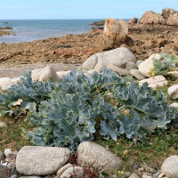 Bretagne, Seekohl