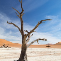 Die Wüste Namib, Deadvlei, Aufnahmedetails => Canon EOS 5D Mark IV | f11 | 32mm | Iso 250 | 0.0125s