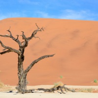 Die Wüste Namib, Deadvlei, Aufnahmedetails => Canon EOS 5D Mark IV | f11 | 67mm | Iso 320 | 0.008s