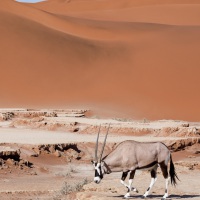 Die Wüste Namib, Oryx, Aufnahmedetails => Canon EOS 5D Mark IV | f11 | 105mm | Iso 320 | 0.004s