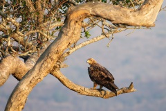 Februar, Afrikanischer Adler, Hluhluwe-iMfolozi Park