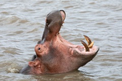 März, Hippo, iSimangaliso Wetland Park