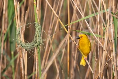 Mai, Webervogel neben unvollendeten Nest, iSimangaliso Wetland Park