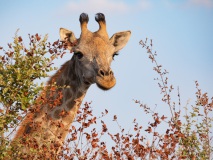 August, Giraffe, Krüger National Park