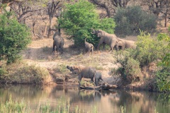 September, Elefanten, Balule Private Game Reserve, Krüger Nationalpark