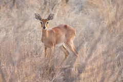 November, Antilope, Balule Private Game Reserve, Krüger Nationalpark