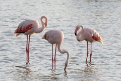 Juli, Flamingos in der Camargue, Provence