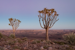 Mai, Köcherbäume mit Blick auf den Fish River Canyon