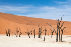 August, Deadvlei in der Namibwüste