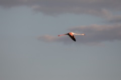 Flamingo im Flug im letzten Sonnenlicht