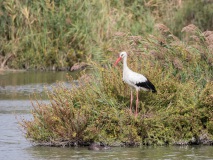 Storch, im Vordergrund ist ein Nutria im Wasser