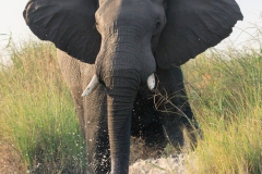 Camp Kwando, Elefant