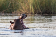 Camp Kwando, Flusspferd