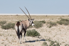 Oryx, Etosha, Aufnahmedetails => Canon EOS 5D Mark IV | f7,1 | 200mm | Iso 200 | 0.001s