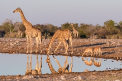 Etosha, am Wasserloch, Giraffen und Impalas, Aufnahmedetails => Canon EOS 5D Mark IV | f 13 | 247mm | Iso 3200 | 0.001