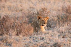 Etosha, junger Löwe, Aufnahmedetails => Canon EOS 5D Mark IV | f8 | 560mm | Iso 2500 | 0.0015625s