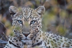 Okonjima Bush Camp, Leopard, Aufnahmedetails => Canon EOS 5D Mark IV | f8 | 560mm | Iso 12800 | 0.0025s