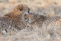 Okonjima Bush Camp, Gepard, Aufnahmedetails => Canon EOS 5D Mark IV | f8 | 560mm | Iso 4000 | 0.0015625s