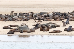 Walvis Bay, Aufnahmedetails => Canon EOS 5D Mark IV | f13 | 560mm | Iso 1250 | 0.001s