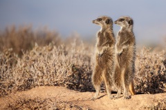 Erdmännchen, Aufnahmedetails => Canon EOS 5D Mark II | f5,6 | 400mm | Iso 400 | 0.0025s