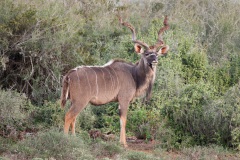 Kudo, Addo Elephant Park, Aufnahmedetails => Canon EOS 5D Mark II | f7,1 | 400mm | Iso 800 | 0.003125s