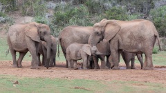 Elefantenherde, Addo Elephant Park, Aufnahmedetails => Canon EOS 5D Mark II | 227mm | Iso 1250 | 0.0025s