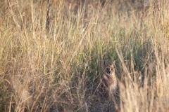 Karakal, Madikwe, Aufnahmedetails => Canon EOS 5D Mark II | f7,1 | 400mm | Iso 500 | 0.0025s