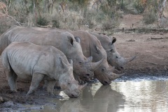Nashörner, Madikwe, Aufnahmedetails => Canon EOS 5D Mark II | f10 | 200mm | Iso 400 | 0.005s