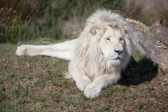 Tenikwa Wildlife Awareness Center, Aufnahmedetails => Canon EOS 5D Mark II | f5,6 | 400mm | Iso 200 | 0.0005s