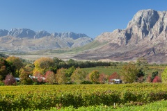 Weinanbau bei Stellenbosch, Aufnahmedetails => Canon EOS 5D Mark II | f9 | 67mm | Iso 200 | 0.01667s