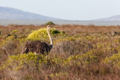 De Hoop Nature Reserve, Strauß, Aufnahmedetails => Canon EOS 5D Mark II | f13 | 400mm | Iso 800 | 0.0025s