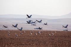 Kraniche, Aufnahmedetails => Canon EOS 5D Mark II | f8 | 400mm | Iso 160 | 0.003125s