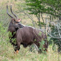 Männliche Kudu Antilope, Hluhluwe-iMfolozi Park