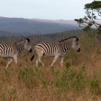 Zwei Esel im Pyjama, Hluhluwe-iMfolozi Park