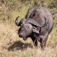 Männlicher Wasserbüffel, Hluhluwe-iMfolozi Park