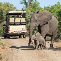 So nah erlebt man die Elefanten, Hluhluwe-iMfolozi Park