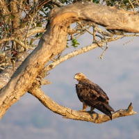 Adler, Hluhluwe-iMfolozi Park