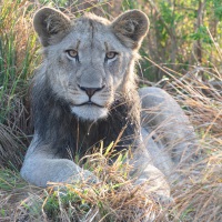 Männlicher junger Löwe, Hluhluwe-iMfolozi Park