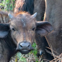 Wasserbüffel Kalb, Hluhluwe-iMfolozi Park