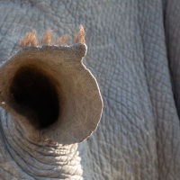 Detailaufnahme von einem Nashornohr, Hluhluwe-iMfolozi Park