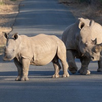 Nashörner, Hluhluwe-iMfolozi Park