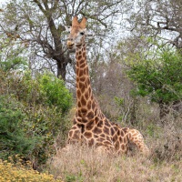 Giraffe, Hluhluwe-iMfolozi Park