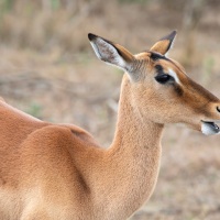 Impala, Hluhluwe-iMfolozi Park