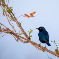 Balule Private Game Reserve, Krüger Nationalpark