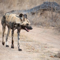 Afrikanischer Wildhund, Balule Private Game Reserve, Krüger Nationalpark