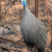 Helmperlhuhn, Balule Private Game Reserve, Krüger Nationalpark