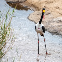 Sattelstorch, Balule Private Game Reserve, Krüger Nationalpark