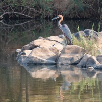 Goliath Reiher, Balule Private Game Reserve, Krüger Nationalpark