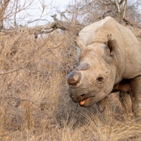 Nashorn mit entfernten Horn, Balule Private Game Reserve, Krüger Nationalpark