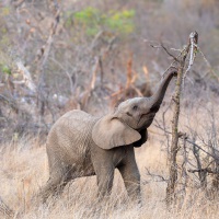 Baby Elefant, Balule Private Game Reserve, Krüger Nationalpark